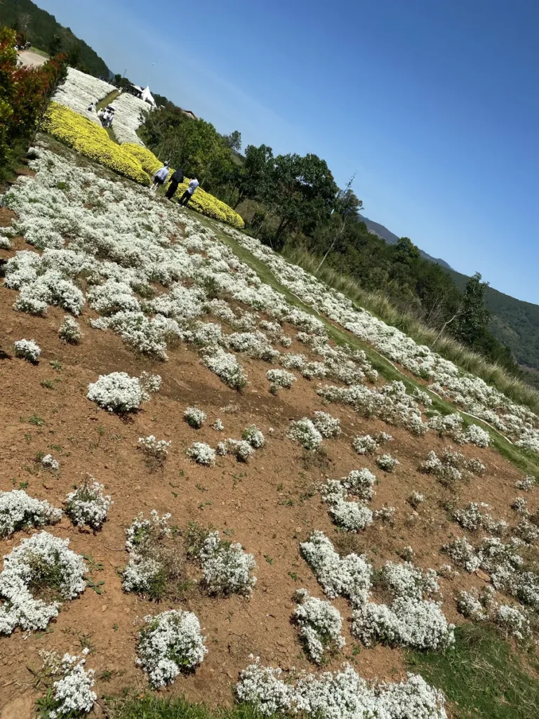 The Florest Hoa Trong Rung Da Lat35 768x1024