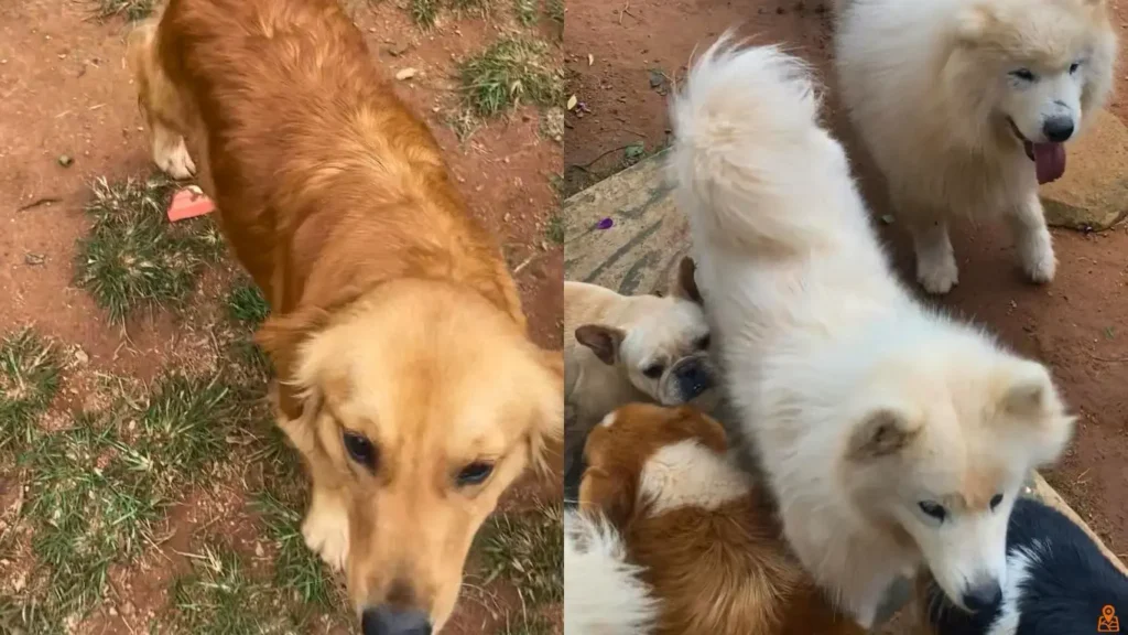 Golden và Samoyed ở Thung Lũng Gâu