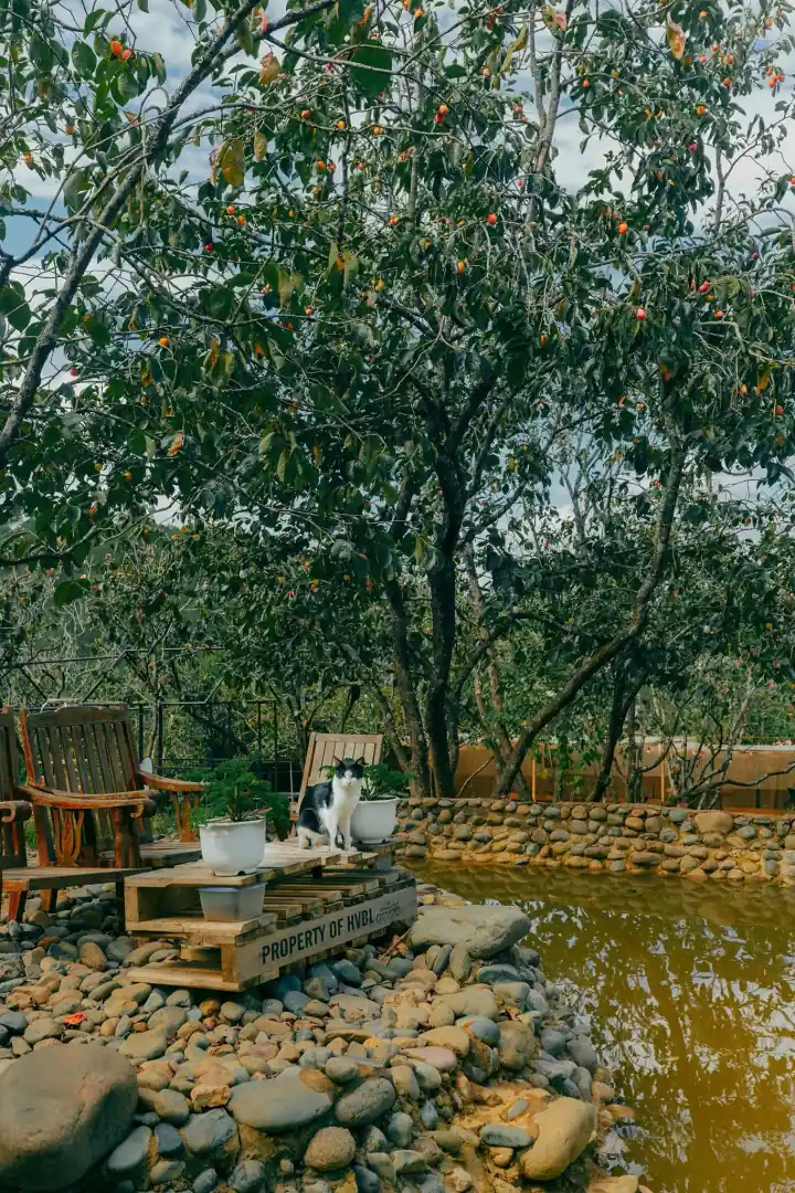 Cafe Persimmon Da Lat 3 1