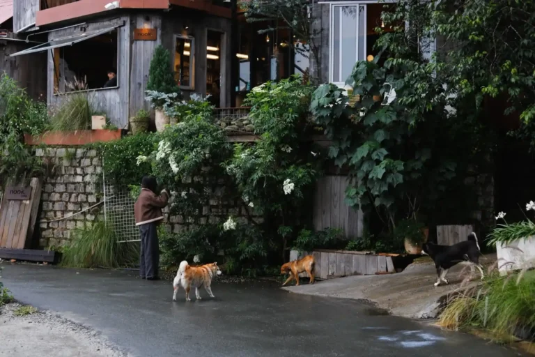 nook cafe da lat 5 1 768x512